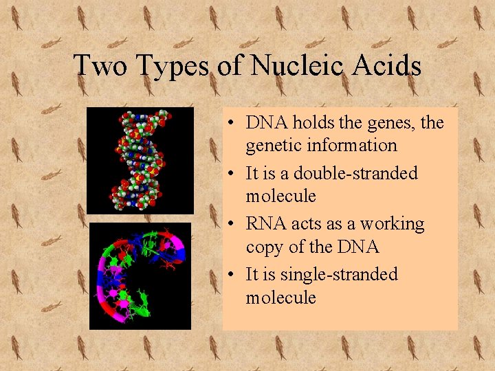 Two Types of Nucleic Acids • DNA holds the genes, the genetic information •