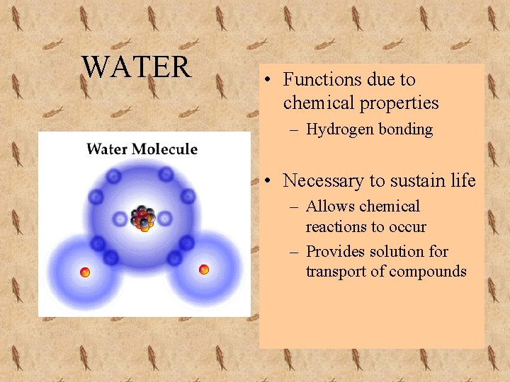 WATER • Functions due to chemical properties – Hydrogen bonding • Necessary to sustain