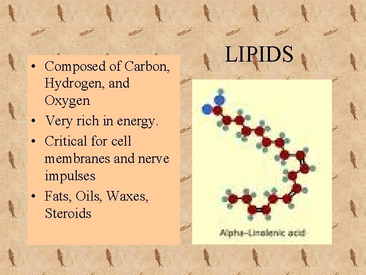  • Composed of Carbon, Hydrogen, and Oxygen • Very rich in energy. •