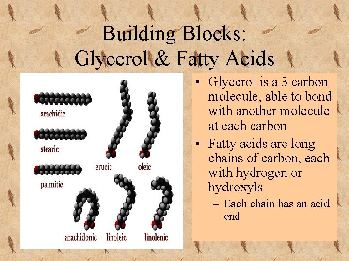 Building Blocks: Glycerol & Fatty Acids • Glycerol is a 3 carbon molecule, able