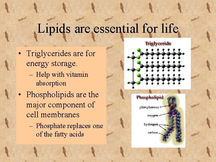 Lipids are essential for life • Triglycerides are for energy storage. – Help with