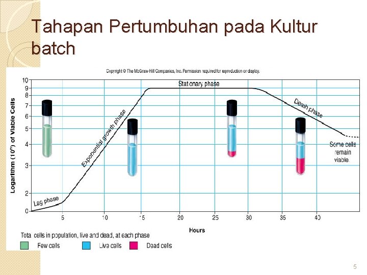 Tahapan Pertumbuhan pada Kultur batch 5 