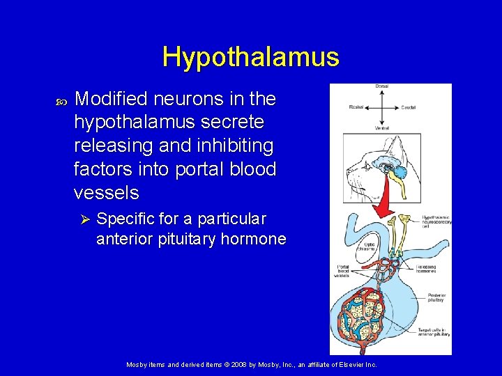 Hypothalamus Modified neurons in the hypothalamus secrete releasing and inhibiting factors into portal blood