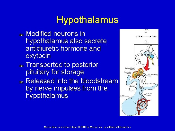 Hypothalamus Modified neurons in hypothalamus also secrete antidiuretic hormone and oxytocin Transported to posterior