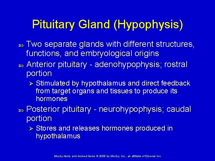 Pituitary Gland (Hypophysis) Two separate glands with different structures, functions, and embryological origins Anterior