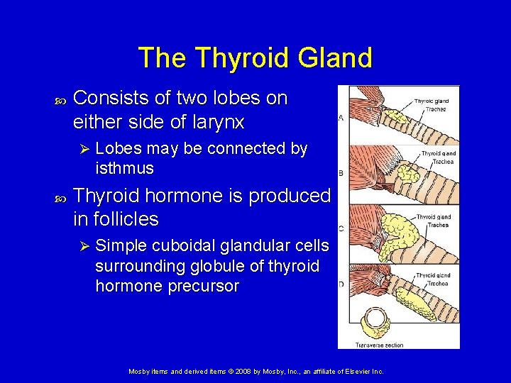 The Thyroid Gland Consists of two lobes on either side of larynx Ø Lobes