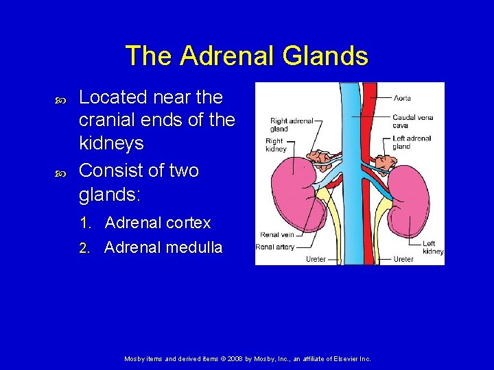 The Adrenal Glands Located near the cranial ends of the kidneys Consist of two