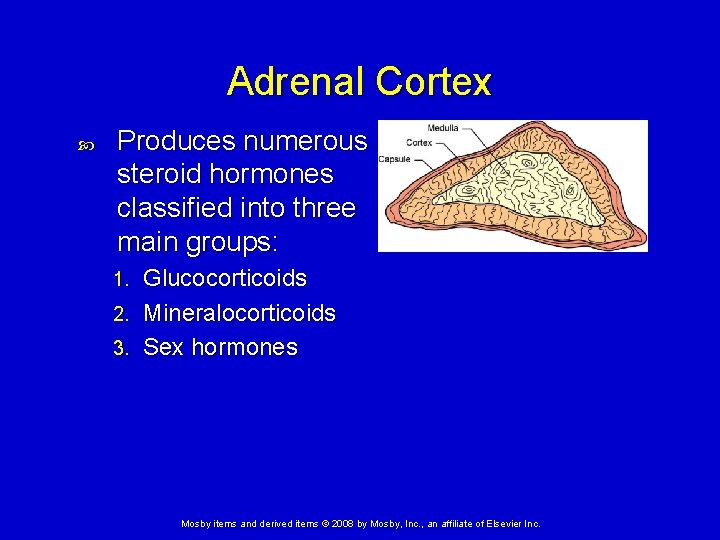 Adrenal Cortex Produces numerous steroid hormones classified into three main groups: Glucocorticoids 2. Mineralocorticoids