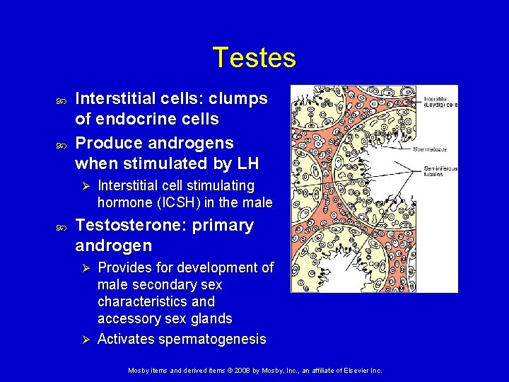 Testes Interstitial cells: clumps of endocrine cells Produce androgens when stimulated by LH Ø