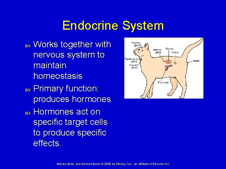 Endocrine System Works together with nervous system to maintain homeostasis Primary function: produces hormones