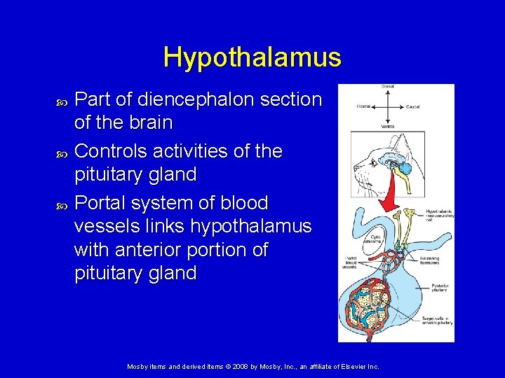 Hypothalamus Part of diencephalon section of the brain Controls activities of the pituitary gland