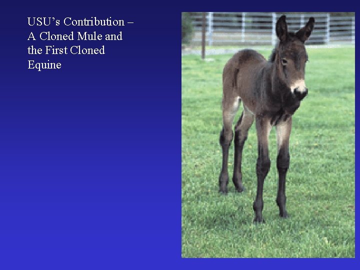 USU’s Contribution – A Cloned Mule and the First Cloned Equine 