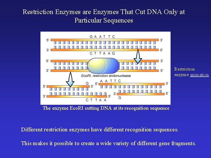 Restriction Enzymes are Enzymes That Cut DNA Only at Particular Sequences Restriction enzyme animation