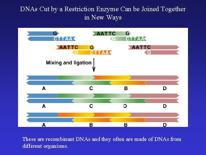 DNAs Cut by a Restriction Enzyme Can be Joined Together in New Ways These