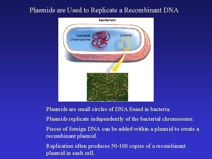 Plasmids are Used to Replicate a Recombinant DNA Plasmids are small circles of DNA