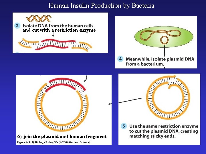 Human Insulin Production by Bacteria and cut with a restriction enzyme 6) join the