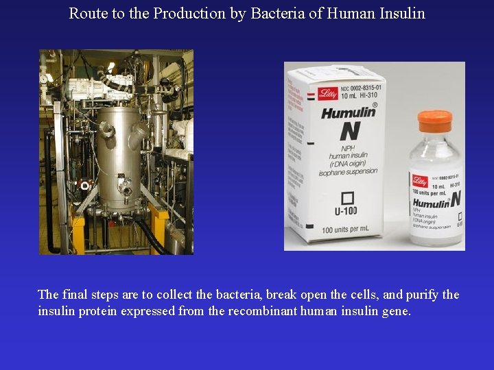 Route to the Production by Bacteria of Human Insulin The final steps are to