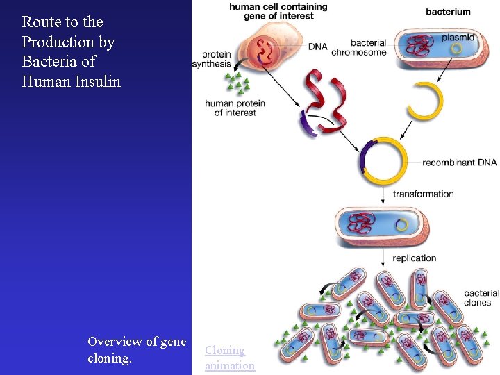 Route to the Production by Bacteria of Human Insulin Overview of gene cloning. Cloning