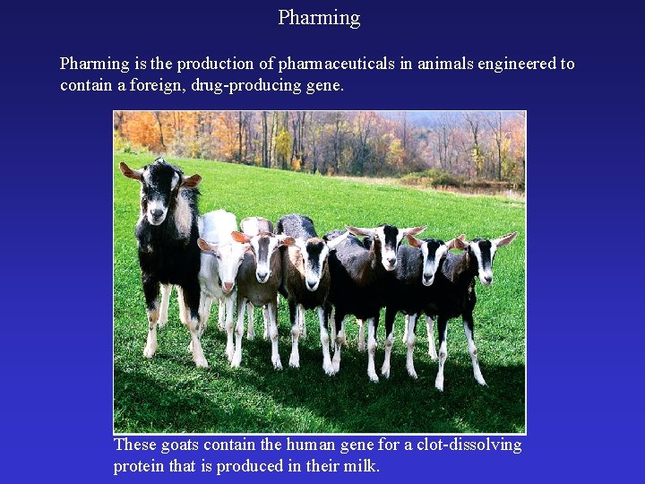 Pharming is the production of pharmaceuticals in animals engineered to contain a foreign, drug-producing