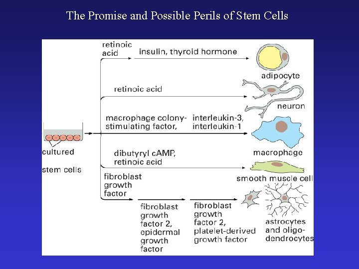 The Promise and Possible Perils of Stem Cells 