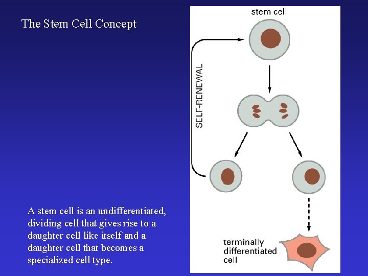 The Stem Cell Concept A stem cell is an undifferentiated, dividing cell that gives