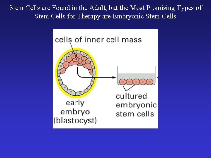 Stem Cells are Found in the Adult, but the Most Promising Types of Stem