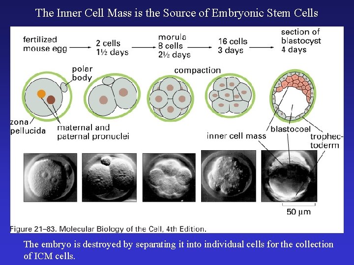 The Inner Cell Mass is the Source of Embryonic Stem Cells The embryo is