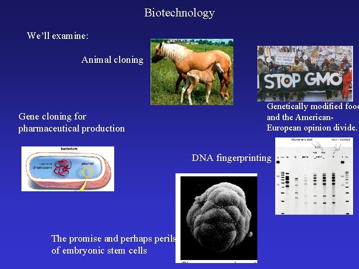 Biotechnology We’ll examine: Animal cloning Gene cloning for pharmaceutical production Genetically modified food and