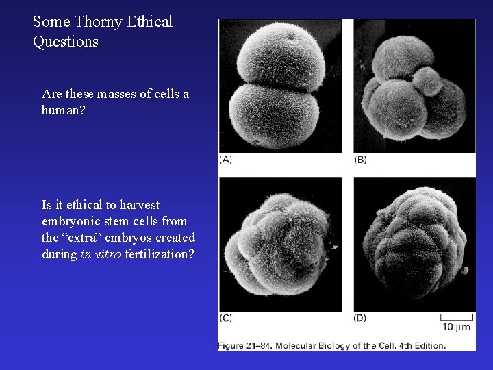 Some Thorny Ethical Questions Are these masses of cells a human? Is it ethical