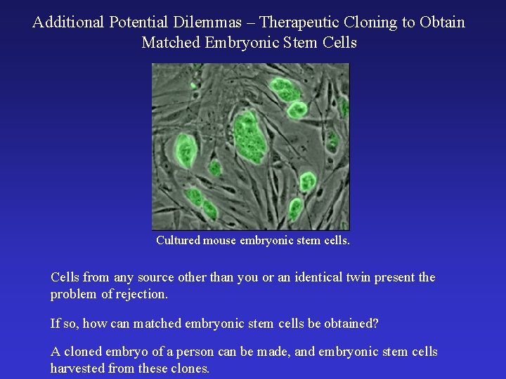 Additional Potential Dilemmas – Therapeutic Cloning to Obtain Matched Embryonic Stem Cells Cultured mouse