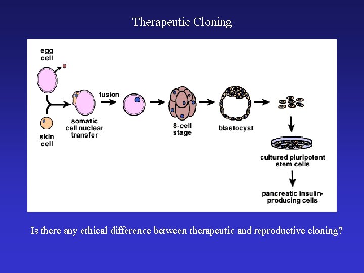 Therapeutic Cloning Is there any ethical difference between therapeutic and reproductive cloning? 