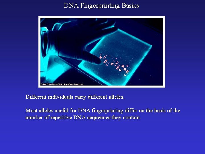 DNA Fingerprinting Basics Different individuals carry different alleles. Most alleles useful for DNA fingerprinting