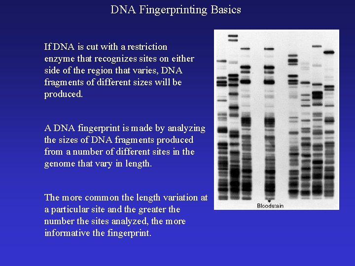 DNA Fingerprinting Basics If DNA is cut with a restriction enzyme that recognizes sites