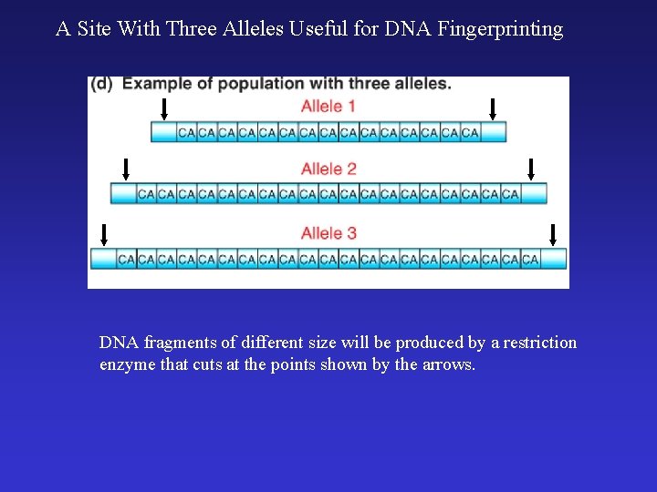 A Site With Three Alleles Useful for DNA Fingerprinting DNA fragments of different size