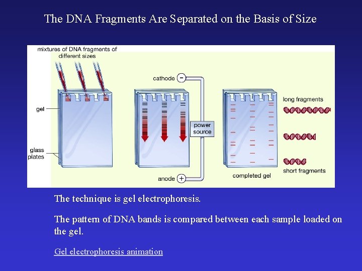 The DNA Fragments Are Separated on the Basis of Size The technique is gel