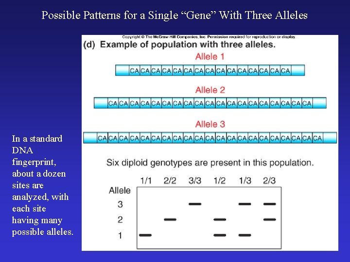 Possible Patterns for a Single “Gene” With Three Alleles In a standard DNA fingerprint,