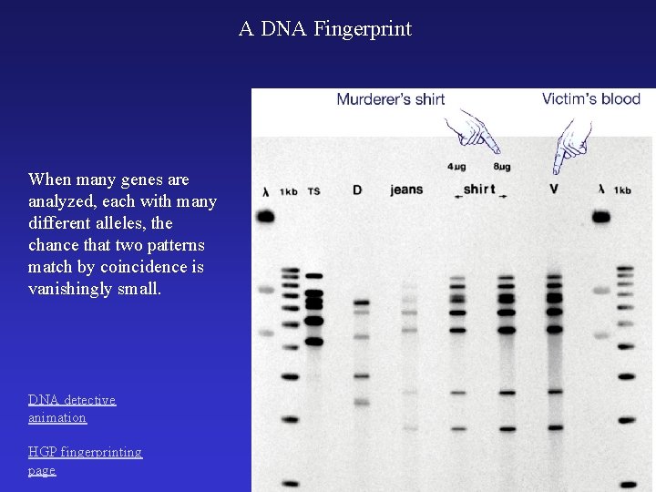 A DNA Fingerprint When many genes are analyzed, each with many different alleles, the