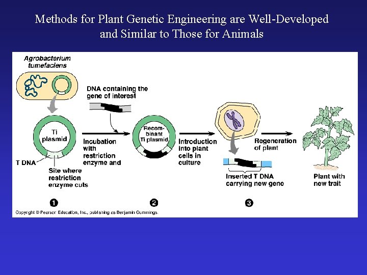 Methods for Plant Genetic Engineering are Well-Developed and Similar to Those for Animals 