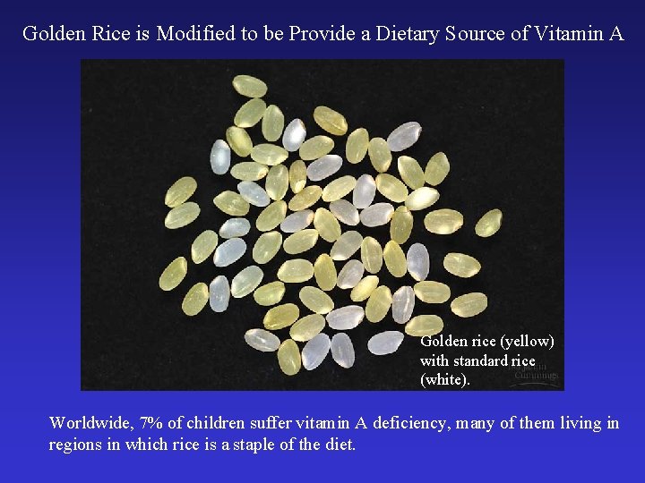 Golden Rice is Modified to be Provide a Dietary Source of Vitamin A Golden