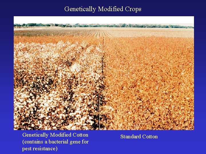 Genetically Modified Crops Genetically Modified Cotton (contains a bacterial gene for pest resistance) Standard