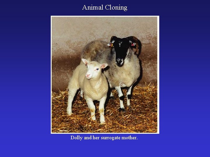 Animal Cloning Dolly and her surrogate mother. 