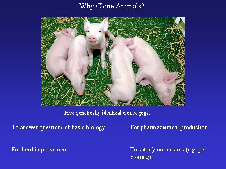 Why Clone Animals? Five genetically identical cloned pigs. To answer questions of basic biology