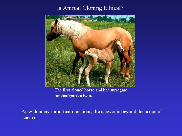 Is Animal Cloning Ethical? The first cloned horse and her surrogate mother/genetic twin. As