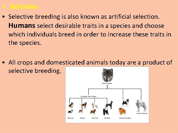  • Definition • Selective breeding is also known as artificial selection. Humans select