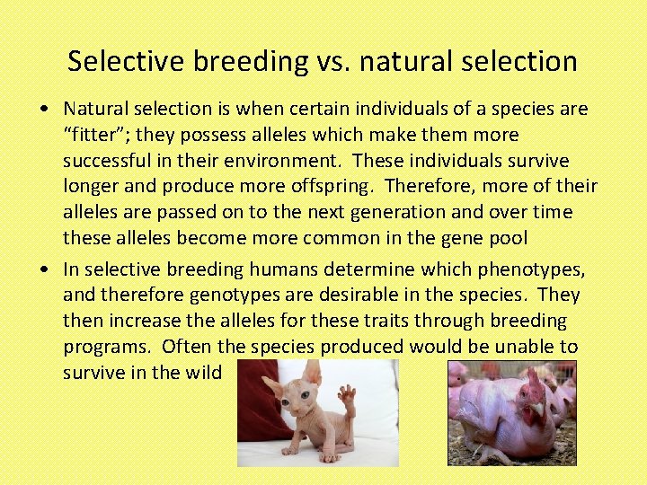 Selective breeding vs. natural selection • Natural selection is when certain individuals of a