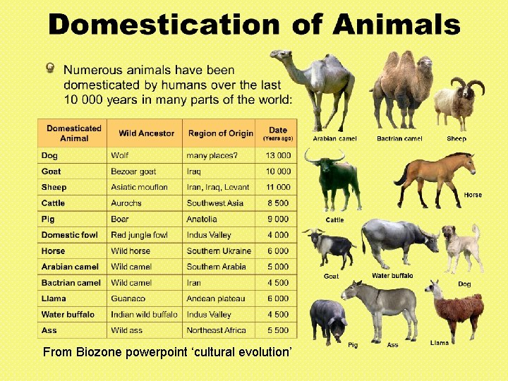 From Biozone powerpoint ‘cultural evolution’ 