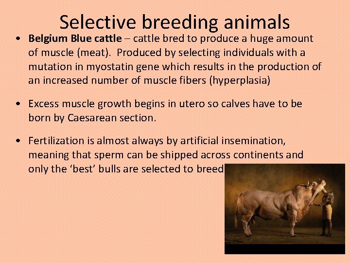 Selective breeding animals • Belgium Blue cattle – cattle bred to produce a huge
