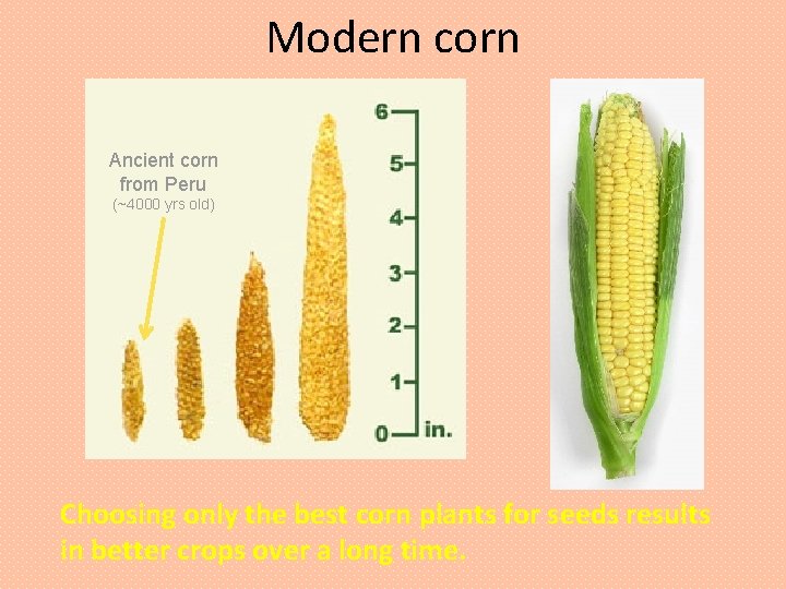 Modern corn Ancient corn from Peru (~4000 yrs old) Choosing only the best corn