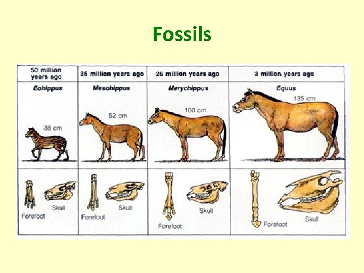 Levels of Classification Most living things have been
