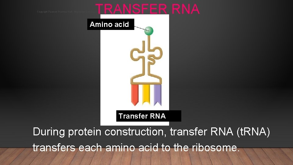 TRANSFER RNA TYPES OF RNA Copyright Pearson Prentice Hall: http: //www. biologyjunction. com/powerpoints_dragonfly_book_prent. htm